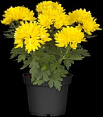 Chrysanthemum Island-Pot-Mums 'Tupai'(s)