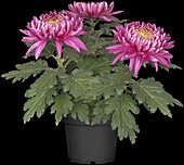 Chrysanthemum indicum 'Trumpf Violet' (s)