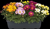 Chrysanthemum 'Pemba Mix'(s)