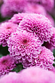 Chrysanthemum 'Asia-Cut Mums® Sanya' ((s))