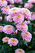 Chrysanthemum 'Asia-Cut Mums® Honshu Pink'(s)