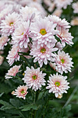 Chrysanthemum 'Asia-Cut Mums® Colombo Pink'(s)