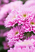 Chrysanthemum indicum 'Belicia'(s)