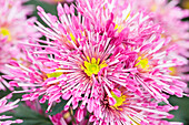 Chrysanthemum indicum 'Annecy Dark'(s)