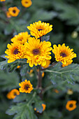 Chrysanthemum indicum 'Vyking'(s)