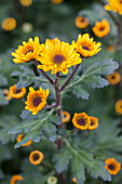 Chrysanthemum 'Viking'