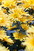 Chrysanthemum Annecy yellow