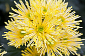 Chrysanthemum indicum 'Annecy Yellow'(s)