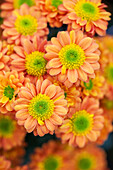 Chrysanthemum indicum 'Jennifer'(s)