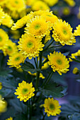 Chrysanthemum 'Asia-Cut Mums® Tarim Yellow'(s)