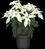 Euphorbia pulcherrima 'Max White'