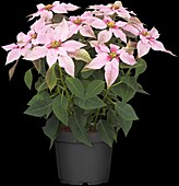 Euphorbia pulcherrima 'Soft Pink'