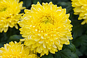 Chrysanthemum indicum Palisade Yellow