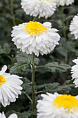 Chrysanthemum 'Inga