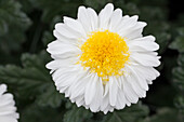 Chrysanthemum indicum 'Inga'(s)