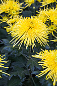 Chrysanthemum indicum 'Golden Spider'