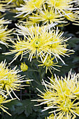 Chrysanthemum indicum 'White Spider'