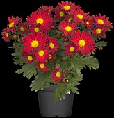 Chrysanthemum 'Pemba Red'(s)