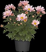 Chrysanthemum Island-Pot-Mums 'Luzon Pink'(s)