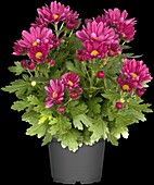 Chrysanthemum Island-Pot-Mums 'Luzon Purple'(s)