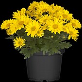 Chrysanthemum Island-Pot-Mums 'Nias'(s)