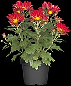 Chrysanthemum indicum 'Robinho Red'(s)