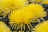 Chrysanthemum indicum 'Anastasia Sunny'(s)