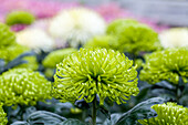 Chrysanthemum indicum 'Anastasia Dark Green'(s)