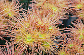 Chrysanthemum 'Asia-Cut Mums® Maxim Copper'(s)