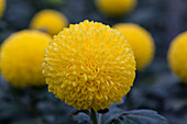 Chrysanthemum indicum 'Ping Pong Golden'