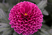 Chrysanthemum indicum 'Lollipop Purple'(s)