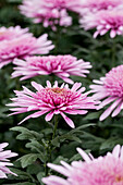 Chrysanthemum indicum 'Dark Lilac Eleonora'(s)