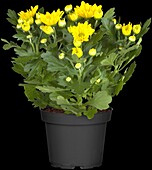 Chrysanthemum indicum, yellow