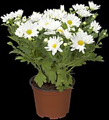 Chrysanthemum indicum, weiß