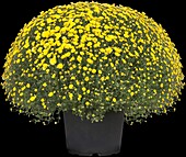 Chrysanthemum indicum, yellow