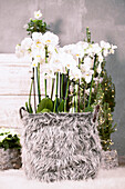 Plant pot in fur / Orchids