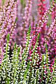 Calluna vulgaris Trio-Girls ®