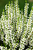 Calluna vulgaris Gardengirls® 'White Angie'