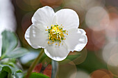 Helleborus niger