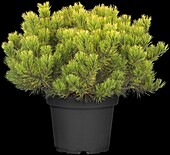 Pinus mugo 'Carsten´s Wintergold'