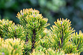 Pinus mugo 'Carsten's Wintergold'.