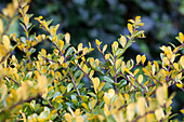 Ilex crenata Golden Gem