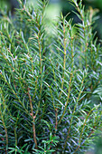 Taxus baccata 'Renke's Little Greenery'®