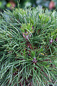 Pinus mugo 'Varella
