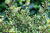 Ilex crenata 'Glorie Gem'