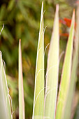 Yucca filamentosa