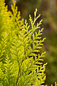 Chamaecyparis lawsoniana 'Ivonne'.