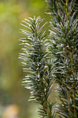 Taxus baccata 'Fastigiata Robusta'.