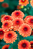 Chrysanthemum 'Asia-Cut Mums® Madras Red'(s)