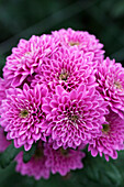 Chrysanthemum 'Asia-Cut Mums® Rangun'(s)